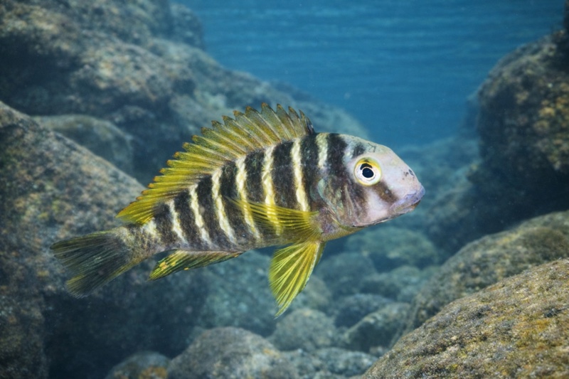 Tropheus sp. 'lukuga' Chiwa